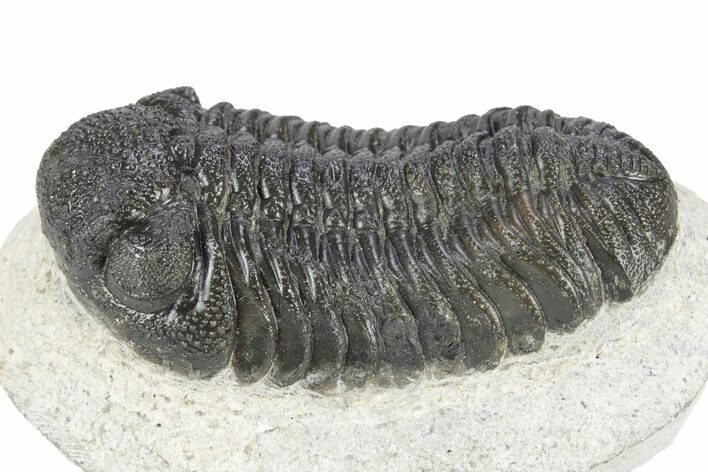 Bumpy Morocops Trilobite - Ofaten, Morocco #341176